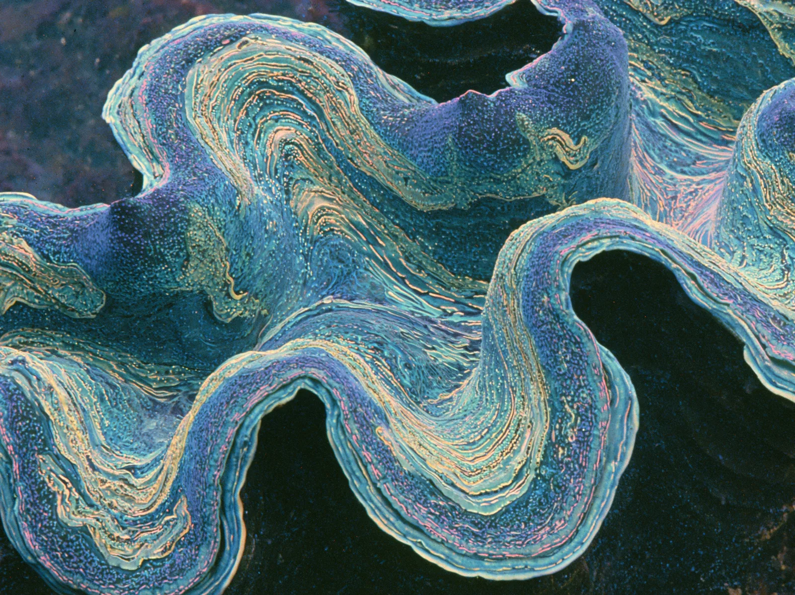 The mantle of a giant clam, its folded edge banded in iridescent blue, green and pink.