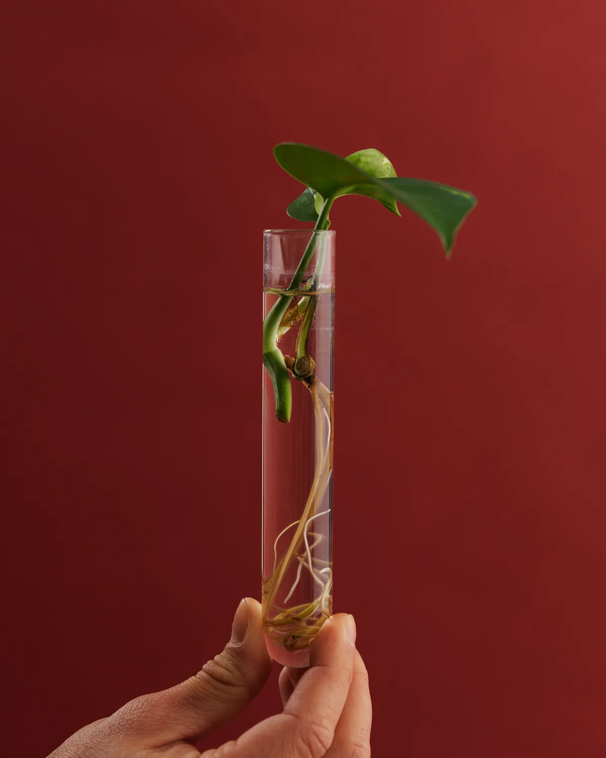 A plant cutting rooting in a glass tube of water, held up against a red background.